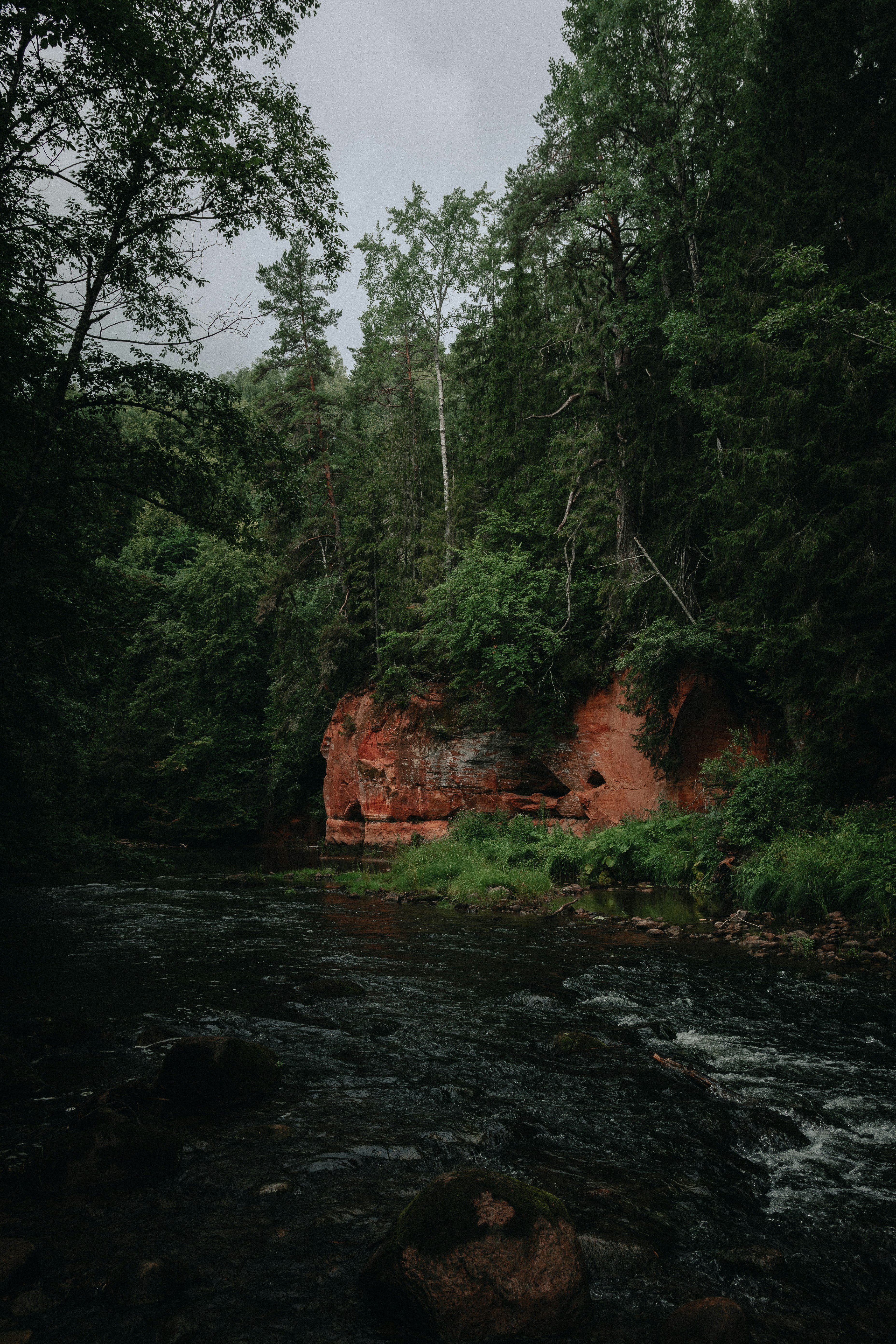 green trees beside river during daytime